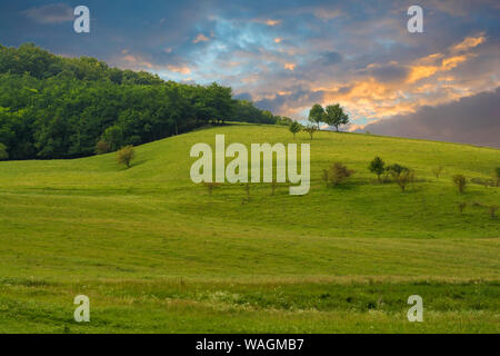 Sommer Landschaft in den Bergen. ehrfürchtige Nadelwald in der Nähe der Wiese am Hang unter epischen Himmel mit Wolken bei Sonnenuntergang. Stockfoto