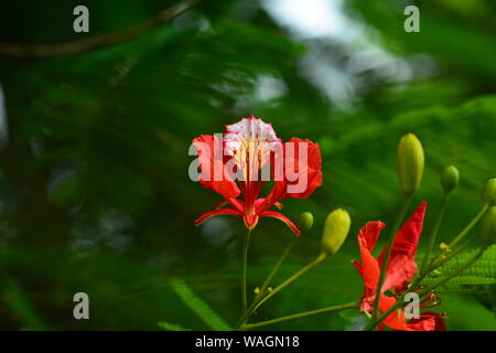 Royel poinciana Baum. Stockfoto