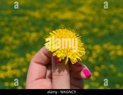 Frau Hand gelbe Blume auf Natur grüner Hintergrund. gelber Löwenzahn zwischen den Fingern. Frische, blühende Blumen und grünes Gras in der Wiese. Stockfoto