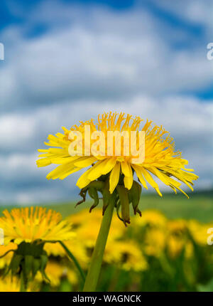 Gelber Löwenzahn Blume gegen den blauen Himmel und weißen Wolken. Nahaufnahme von Löwenzahn Blumen im Frühjahr auf eine perfekte blauer Himmel mit weißen Wolken. Stockfoto