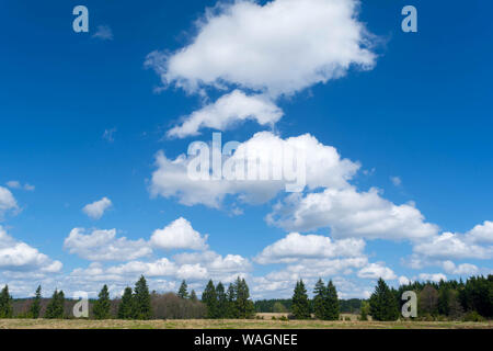 Schönen blauen Himmel mit weißen Wolken Puffy über grünen Baumkronen Landschaft. Natur, entspannen, Reise und Schönheit. Stockfoto