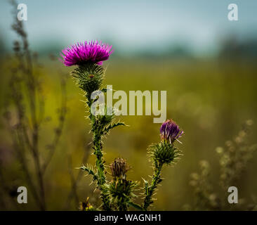 Blühende Distel in einem Sommer Feld an einem bewölkten Morgen. Stockfoto