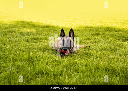Nach Belgischen Schäferhund liegt auf dem Gras und ruht auf einem Sommertag. Trainings- und Schulungskonzept Stockfoto