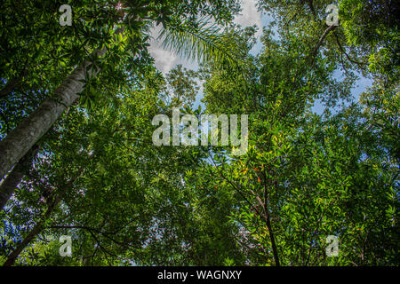 Orlando, Florida. August 14, 2019. Dschungel Vegetation im Tierreich Stockfoto