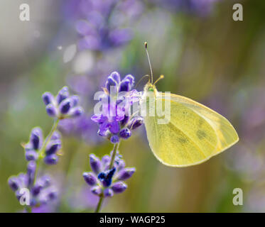 Schmetterling auf lila Blume während des Tages. Schmetterling Auf Grasfeld Mit Warmem Licht. Stockfoto
