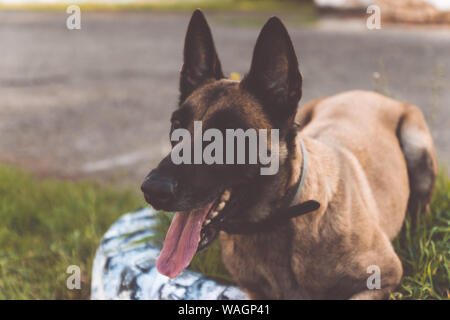 Nach Belgischen Schäferhund liegt auf dem Gras und ruht auf einem Sommertag. Trainings- und Schulungskonzept Stockfoto