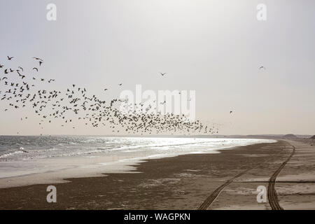 Seagull Herde über Reifen Schiene Straße fliegen durch das Meer an der Küste in der Nähe von Al Khaluf Dorf, Oman Stockfoto