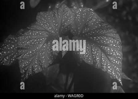 Monochrome verschwommen Misty floral background mit fleckige Blätter von Begonia maculata im Vordergrund. Stockfoto