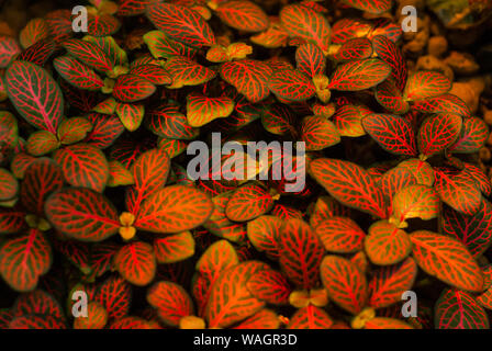 Rot Grün verschwommen Misty floral background mit fleckige Blätter von fittonia im Vordergrund. Stockfoto