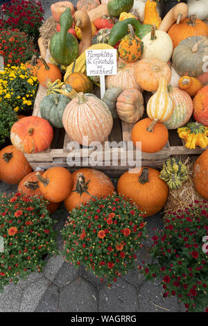 Kürbisse, Kürbisse und Mamas zum Verkauf im Herbst am Union Square grünen Markt in Lower Manhattan, New York City. Stockfoto