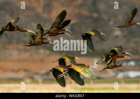 Herde von fliegenden weißen Gesicht Ibis Tierwelt Vögel im südlichen Utah Stockfoto