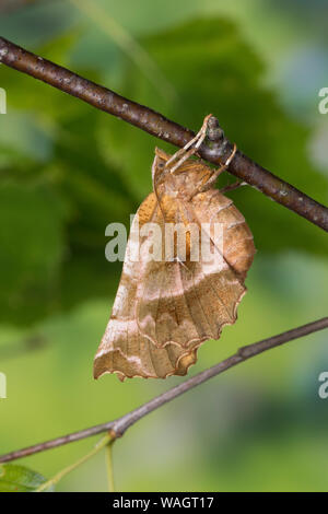 Dreistreifiger Mondfleckspanner, Dreistreifiger Mondfleckspanner Mondfleck-Spanner,, Mondfleck-Spanner, Selenia dentaria, frühe Thorn, l'Ennomos illun Stockfoto