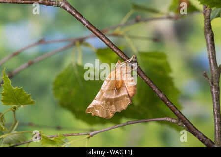 Dreistreifiger Mondfleckspanner, Dreistreifiger Mondfleckspanner Mondfleck-Spanner,, Mondfleck-Spanner, Selenia dentaria, frühe Thorn, l'Ennomos illun Stockfoto