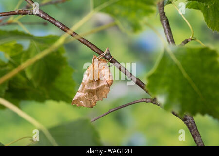 Dreistreifiger Mondfleckspanner, Dreistreifiger Mondfleckspanner Mondfleck-Spanner,, Mondfleck-Spanner, Selenia dentaria, frühe Thorn, l'Ennomos illun Stockfoto