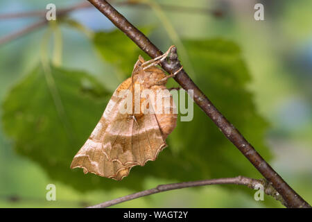 Dreistreifiger Mondfleckspanner, Dreistreifiger Mondfleckspanner Mondfleck-Spanner,, Mondfleck-Spanner, Selenia dentaria, frühe Thorn, l'Ennomos illun Stockfoto