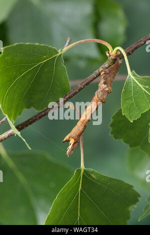 Dreistreifiger Mondfleckspanner, Dreistreifiger Mondfleckspanner Mondfleck-Spanner,, Mondfleck-Spanner, Raupe frisst eine Birke, Selenia dentaria, Anfang Stockfoto