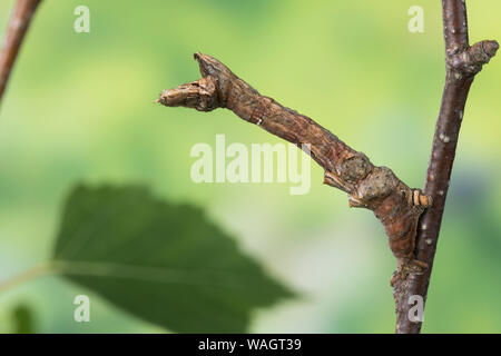 Dreistreifiger Mondfleckspanner, Dreistreifiger Mondfleckspanner Mondfleck-Spanner,, Mondfleck-Spanner, Raupe frisst eine Birke, Selenia dentaria, Anfang Stockfoto