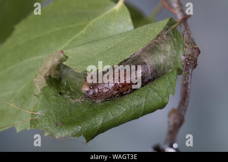 Dreistreifiger Mondfleckspanner, Dreistreifiger Mondfleckspanner Mondfleck-Spanner,, Mondfleck-Spanner, Puppe, Eingesponnen zwischen Birkenblättern, S Stockfoto