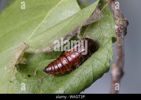 Dreistreifiger Mondfleckspanner, Dreistreifiger Mondfleckspanner Mondfleck-Spanner,, Mondfleck-Spanner, Puppe, Eingesponnen zwischen Birkenblättern, S Stockfoto