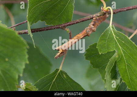 Dreistreifiger Mondfleckspanner, Dreistreifiger Mondfleckspanner Mondfleck-Spanner,, Mondfleck-Spanner, Raupe frisst eine Birke, Selenia dentaria, Anfang Stockfoto