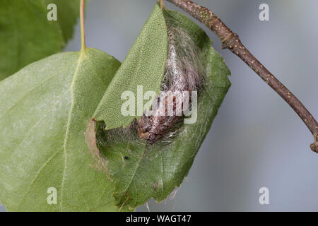 Dreistreifiger Mondfleckspanner, Dreistreifiger Mondfleckspanner Mondfleck-Spanner,, Mondfleck-Spanner, Puppe, Eingesponnen zwischen Birkenblättern, S Stockfoto