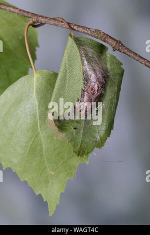 Dreistreifiger Mondfleckspanner, Dreistreifiger Mondfleckspanner Mondfleck-Spanner,, Mondfleck-Spanner, Puppe, Eingesponnen zwischen Birkenblättern, S Stockfoto