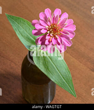Noch immer leben eines gemeinsamen Dunkelrosa zinnia Blume in einem braunen Medizin Flasche sitzt auf einem unscharfen Holz Tisch Stockfoto