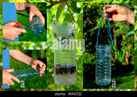 Dieses ist, wie eine hausgemachte Trap für den Asiatischen hornisse Biene. Die Flüssigkeit, die zieht sie aus Wasser, Zucker und Hefe gebildet. Stockfoto