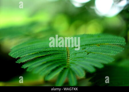 Royel poinciana Baum. Stockfoto