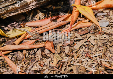 Hohe Betrachtungswinkel von Lizard auf Blätter Stockfoto