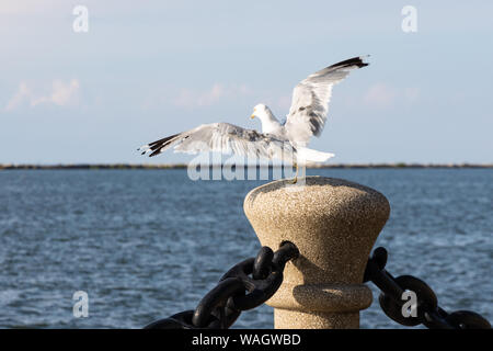 Ring-Billed Möwe, eine Spezies von Möwen, am See Metropark entlang des Lake Erie Küste in Cleveland, Ohio Stockfoto