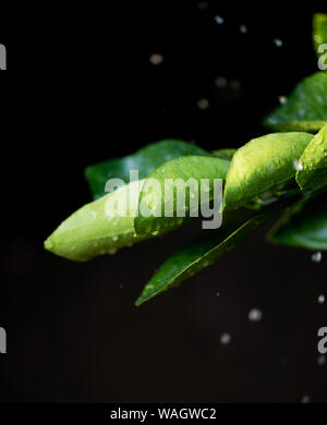 Citrus tree Blatt mit Wassertropfen auf schwarzem Hintergrund Stockfoto