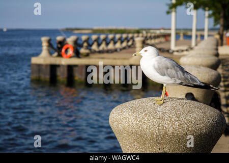 Ring-Billed Möwe, eine Spezies von Möwen, am See Metropark entlang des Lake Erie Küste in Cleveland, Ohio Stockfoto