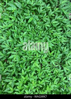 Full Frame von natürlichen, grünen Gras Hintergrund, Ansicht von oben. Stockfoto