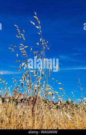 In der Nähe von Hafer und golden Getreide durch die Sonne über herrlich blauem Himmel. Stockfoto