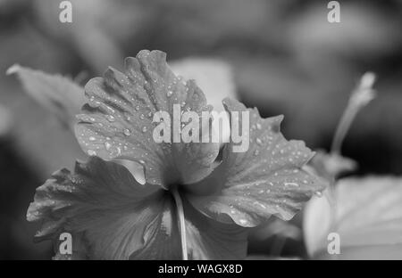 Royel poinciana Baum. Stockfoto