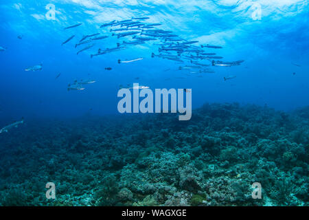 Schule von großer Barrakuda (Sphyraena Barracuda) in das tiefe Blau des Südchinesischen Meeres. Stockfoto