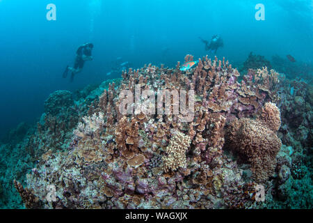 Taucher erkunden verfallende Korallenriffe um die Spratly Inseln im Südchinesischen Meer. Juli, 2014 Stockfoto