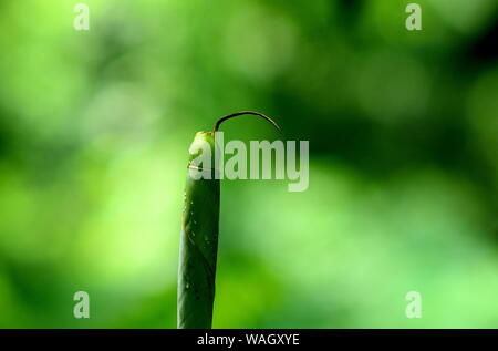 Royel poinciana Baum. Stockfoto