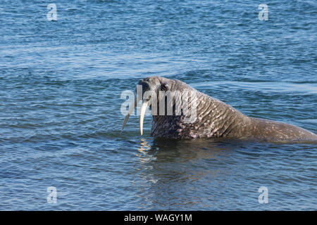 Eine atlantische Walross (Odobenus rosmarus) im Arktischen Ozean vor der Küste von Svalbard. Stockfoto