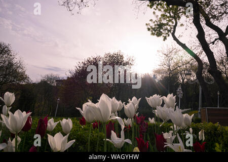 Flower tulips background. Beautiful view of white tulips under sunlight landscape at the middle of spring or summer. Stockfoto