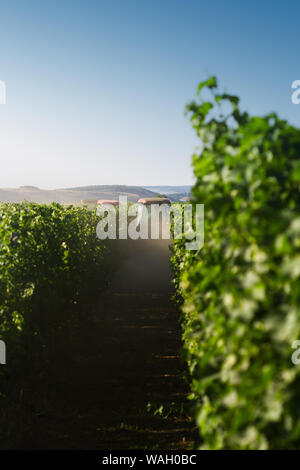 Landwirtschaft roten Traktoren Arbeiten im Weinberg Zeilen im Morgenlicht mit blauem Himmel und grünen Hügeln im Hintergrund Stockfoto