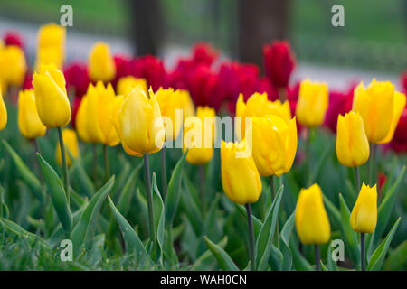 Tulip. Schönen Blumenstrauß aus Tulpen. bunte Tulpen. Im Frühling Tulpen, bunte Tulpen. Stockfoto