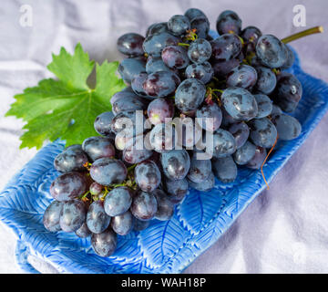 Bündel von Reifen blau-schwarz Tafeltrauben mit Blatt auf blauen Platte als süsse Frucht Dessert Stockfoto