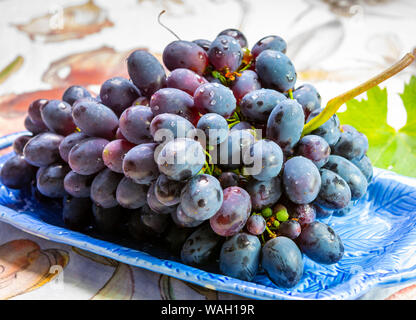 Bündel von Reifen blau-schwarz Tafeltrauben mit Blatt auf blauen Platte als süsse Frucht Dessert Stockfoto