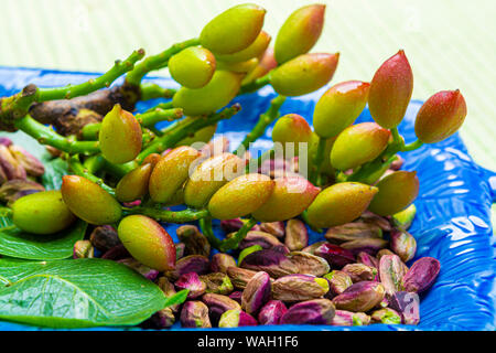 Smaragdgrün, Pistazien, Nüsse und Pistazien tree branch von Bronte, an den Hängen des Mt. Ätna, Sizilien, Italien, regionale Produkt Stockfoto