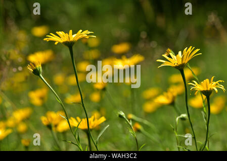 Gelb wilde Blumen blühen auf einer Frühlingswiese Stockfoto