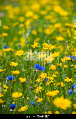 Detail eines Feldes von wilden Blumen in England, Großbritannien Stockfoto