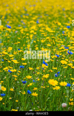 Detail eines Feldes von wilden Blumen in England, Großbritannien Stockfoto