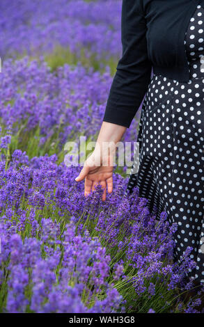 Frau in schwarzem und weißem Kleid zu Fuß durch einem Lavendelfeld in den Cotswolds, England, Großbritannien Stockfoto